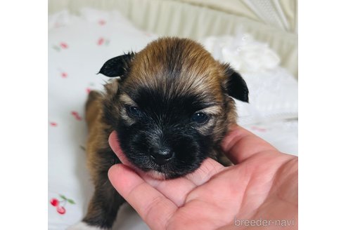 成約済の埼玉県のミックス犬-339529の22枚目