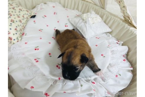 成約済の埼玉県のミックス犬-339529の21枚目