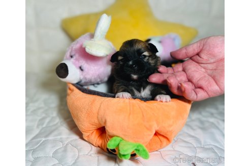 成約済の埼玉県のミックス犬-339529の20枚目