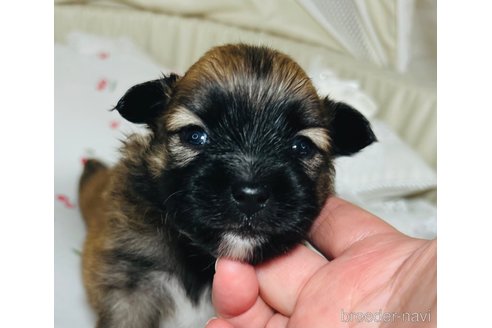 成約済の埼玉県のミックス犬-339529の17枚目