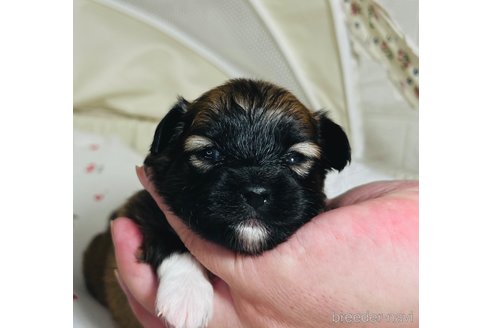 成約済の埼玉県のミックス犬-339520の26枚目