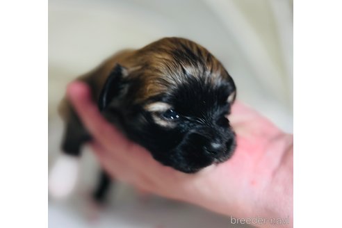 成約済の埼玉県のミックス犬-339520の23枚目