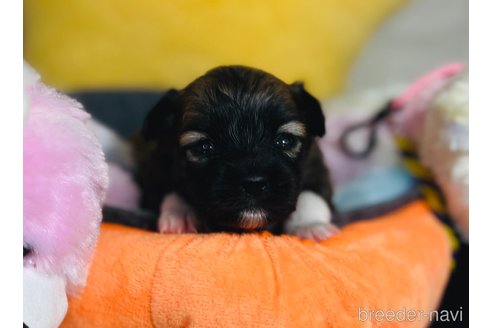 成約済の埼玉県のミックス犬-339520の22枚目