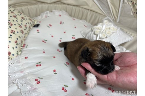 成約済の埼玉県のミックス犬-339520の21枚目
