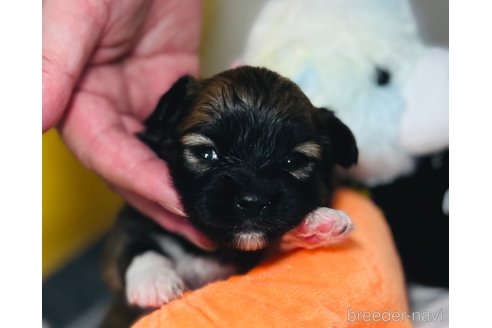 成約済の埼玉県のミックス犬-339520の20枚目
