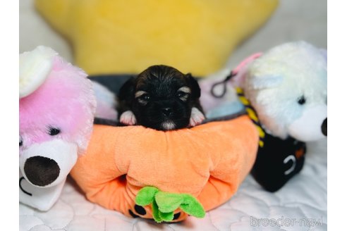 成約済の埼玉県のミックス犬-339520の19枚目