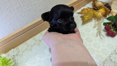 成約済の広島県のチワプー:チワワ×トイプードル-341212の118枚目