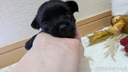 成約済の広島県のチワプー:チワワ×トイプードル-341212の119枚目