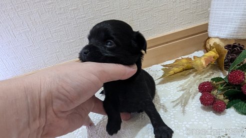 成約済の広島県のチワプー:チワワ×トイプードル-341212の116枚目