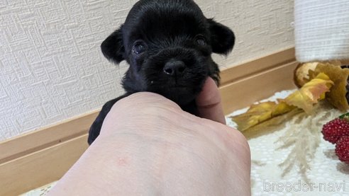 成約済の広島県のチワプー:チワワ×トイプードル-341212の117枚目