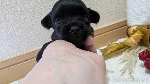成約済の広島県のチワプー:チワワ×トイプードル-341212の115枚目