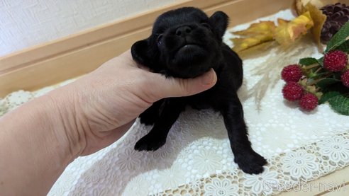 成約済の広島県のチワプー:チワワ×トイプードル-341212の114枚目