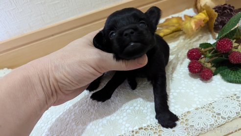 成約済の広島県のチワプー:チワワ×トイプードル-341212の112枚目