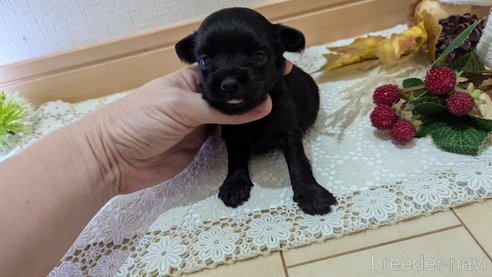 成約済の広島県のチワプー:チワワ×トイプードル-341212の113枚目