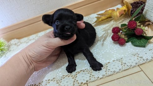 成約済の広島県のチワプー:チワワ×トイプードル-341212の110枚目