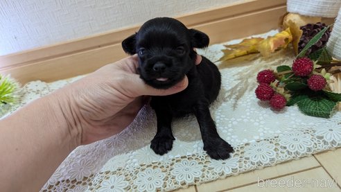 成約済の広島県のチワプー:チワワ×トイプードル-341212の109枚目