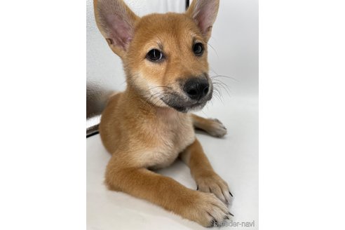 成約済の千葉県の柴犬-334663の2枚目