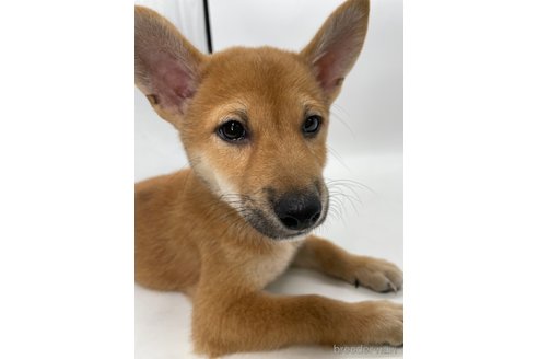 成約済の千葉県の柴犬-334663の3枚目
