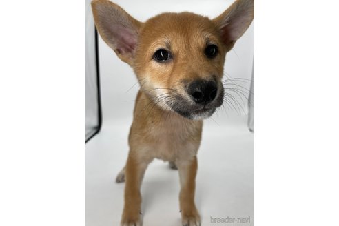 成約済の千葉県の柴犬-334663の4枚目