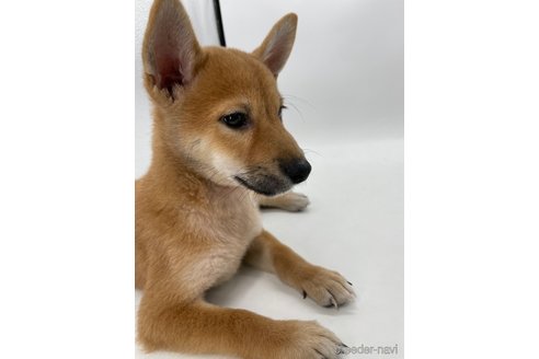 成約済の千葉県の柴犬-334663の5枚目