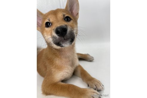 成約済の千葉県の柴犬-334663の6枚目