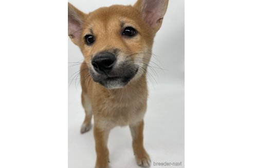 成約済の千葉県の柴犬-334663の1枚目