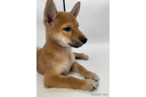 成約済の千葉県の柴犬-334663の8枚目