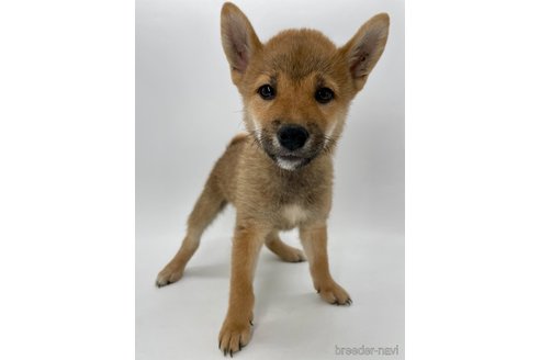 成約済の千葉県の柴犬-341215の1枚目
