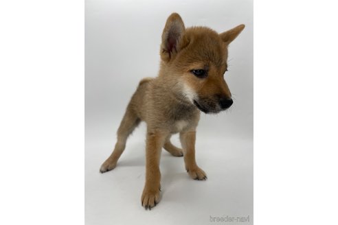 成約済の千葉県の柴犬-341215の3枚目