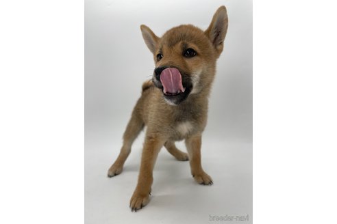 成約済の千葉県の柴犬-341215の5枚目