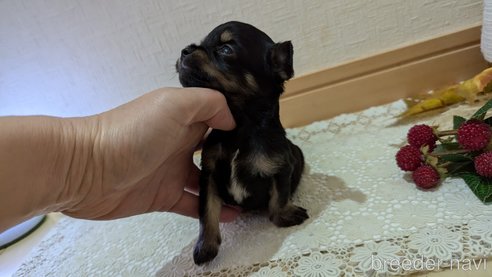 成約済の広島県のチワプー:チワワ×トイプードル-341216の73枚目