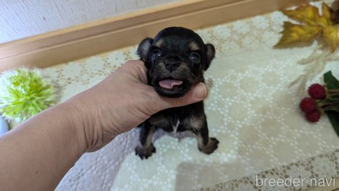 成約済の広島県のチワプー:チワワ×トイプードル-341216の72枚目