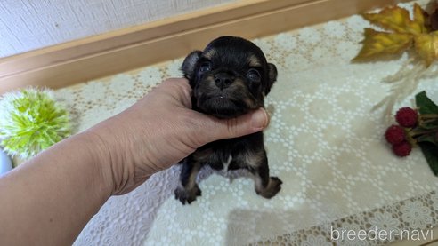 成約済の広島県のチワプー:チワワ×トイプードル-341216の70枚目