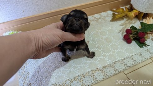 成約済の広島県のチワプー:チワワ×トイプードル-341216の69枚目