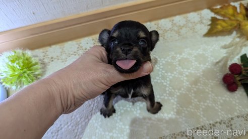 成約済の広島県のチワプー:チワワ×トイプードル-341216の68枚目