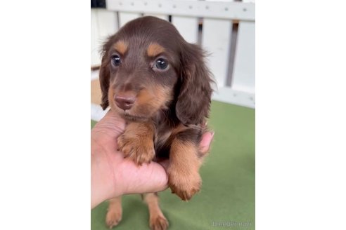 成約済の福岡県のカニンヘンダックスフンド(ロングヘアード)-341225の5枚目