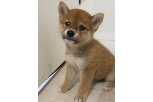 成約済の宮崎県の豆柴-341226の2枚目