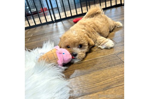 成約済の栃木県のマルプー:マルチーズ×トイプードル-334897の2枚目