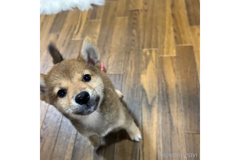 成約済の栃木県の柴犬-330572の31枚目
