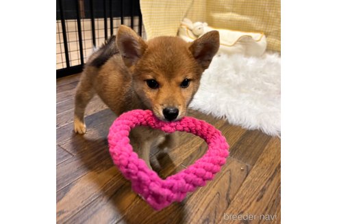 成約済の栃木県の柴犬-330572の30枚目