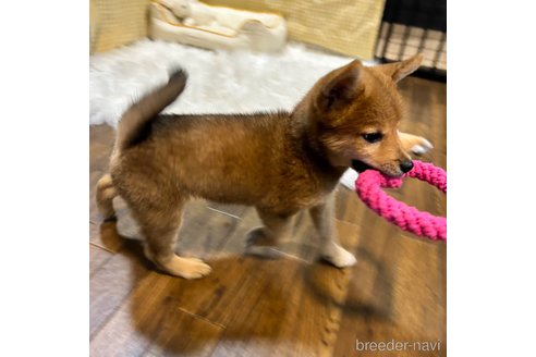 成約済の栃木県の柴犬-330572の28枚目