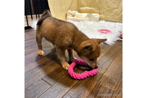 成約済の栃木県の柴犬-330572の29枚目