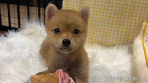 成約済の栃木県のミックス犬-333236の9枚目