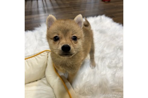成約済の栃木県のミックス犬-333236の8枚目