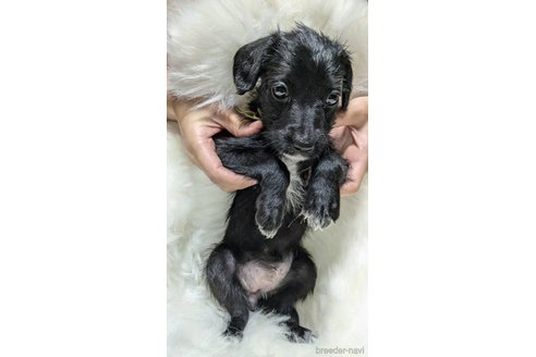 成約済の熊本県のミックス犬-329961の3枚目