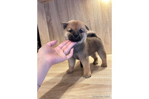 成約済の大阪府の柴犬-341242の3枚目