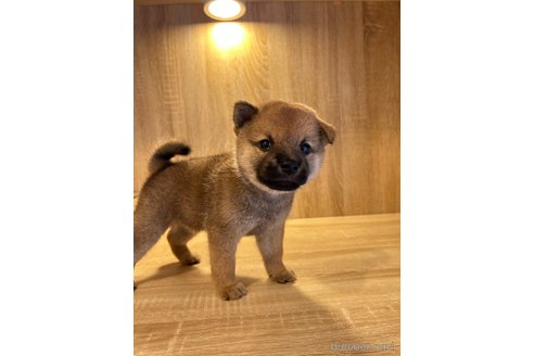 成約済の大阪府の柴犬-341242の4枚目
