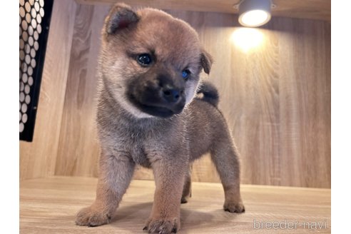 成約済の大阪府の柴犬-341242の5枚目