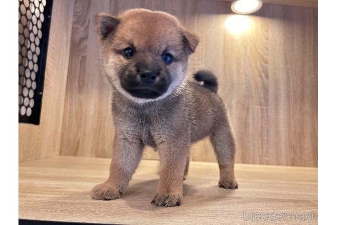成約済の大阪府の柴犬-341242の2枚目