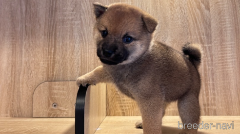 成約済の大阪府の柴犬-341242の1枚目
